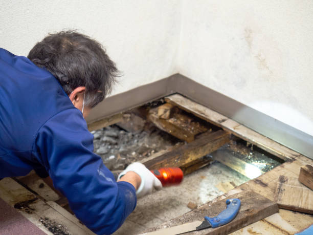 Best Crawl Space Mold Removal  in Lake Jackson, TX