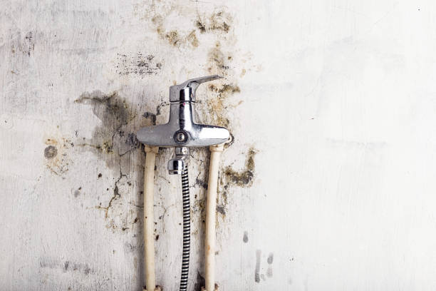 Best Local Mold Removal Service  in Lake Jackson, TX