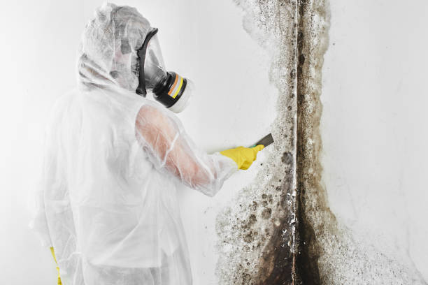Best Black Mold Removal  in Lake Jackson, TX