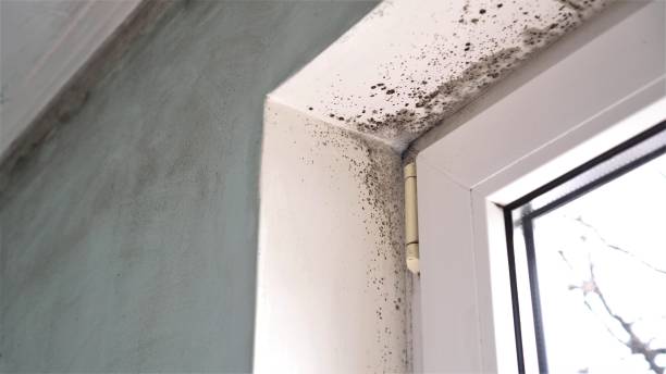 Professional Mold Removal in Lake Jackson, TX
