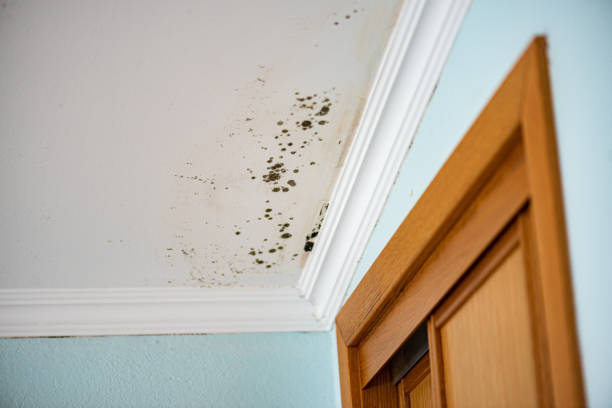 Best Attic Mold Removal  in Lake Jackson, TX