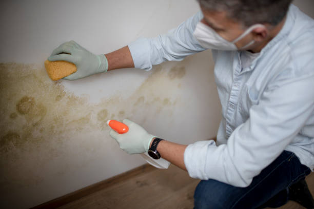 Best Mold Removal Company Near Me  in Lake Jackson, TX