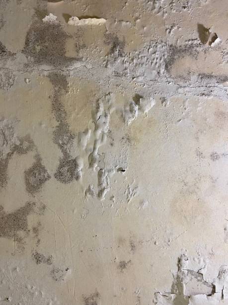 Best Office Mold Removal Services  in Lake Jackson, TX
