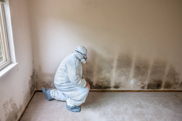 Best Mold Remediation Experts  in Lake Jackson, TX