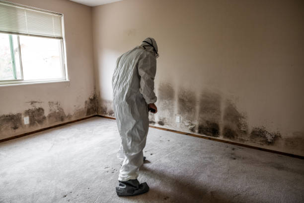 Certified Mold Removal in Lake Jackson, TX