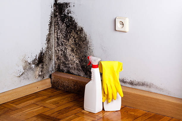 Best Certified Mold Removal  in Lake Jackson, TX
