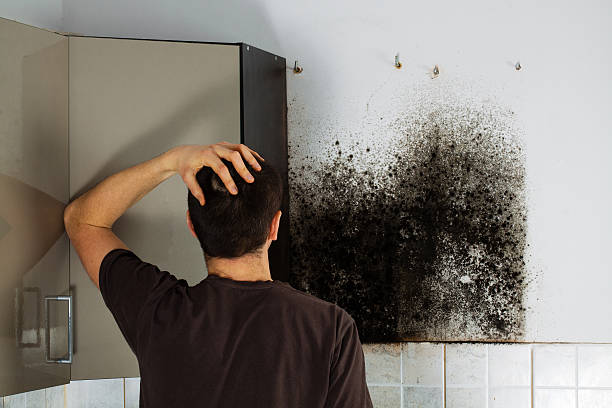 Best Same-Day Mold Removal  in Lake Jackson, TX