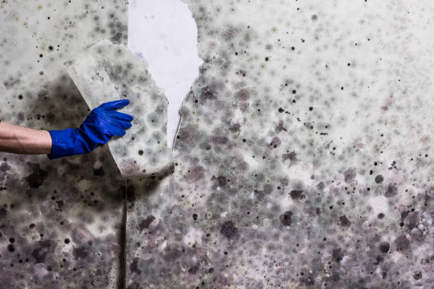Best Mold Testing  in Lake Jackson, TX