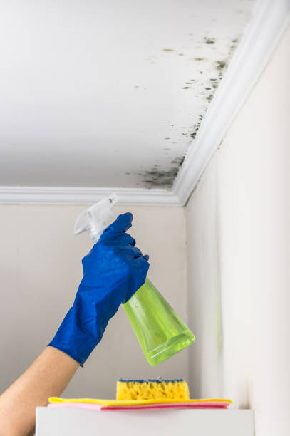 Best Home Mold Removal  in Lake Jackson, TX