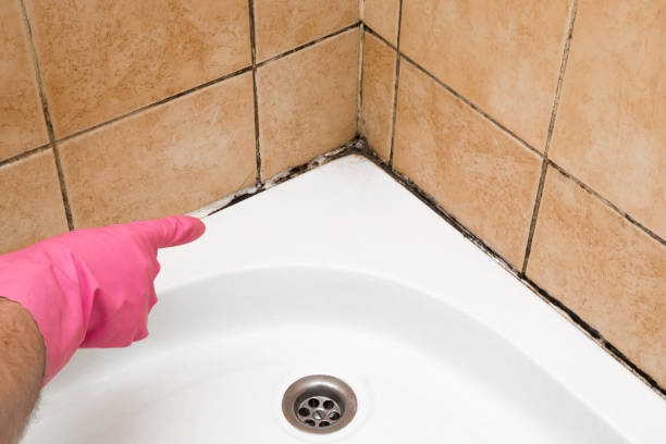 Best Professional Mold Removal  in Lake Jackson, TX